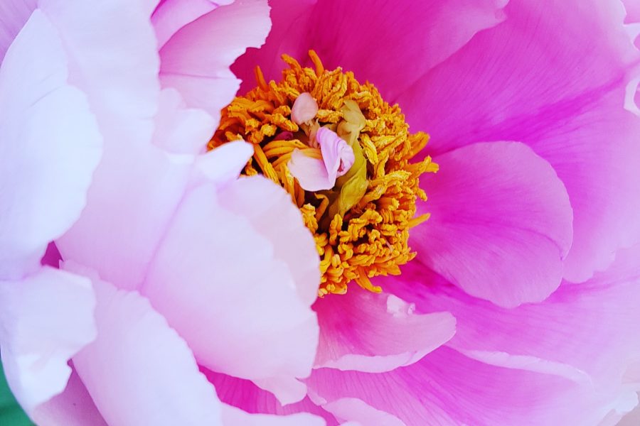 Paeonia