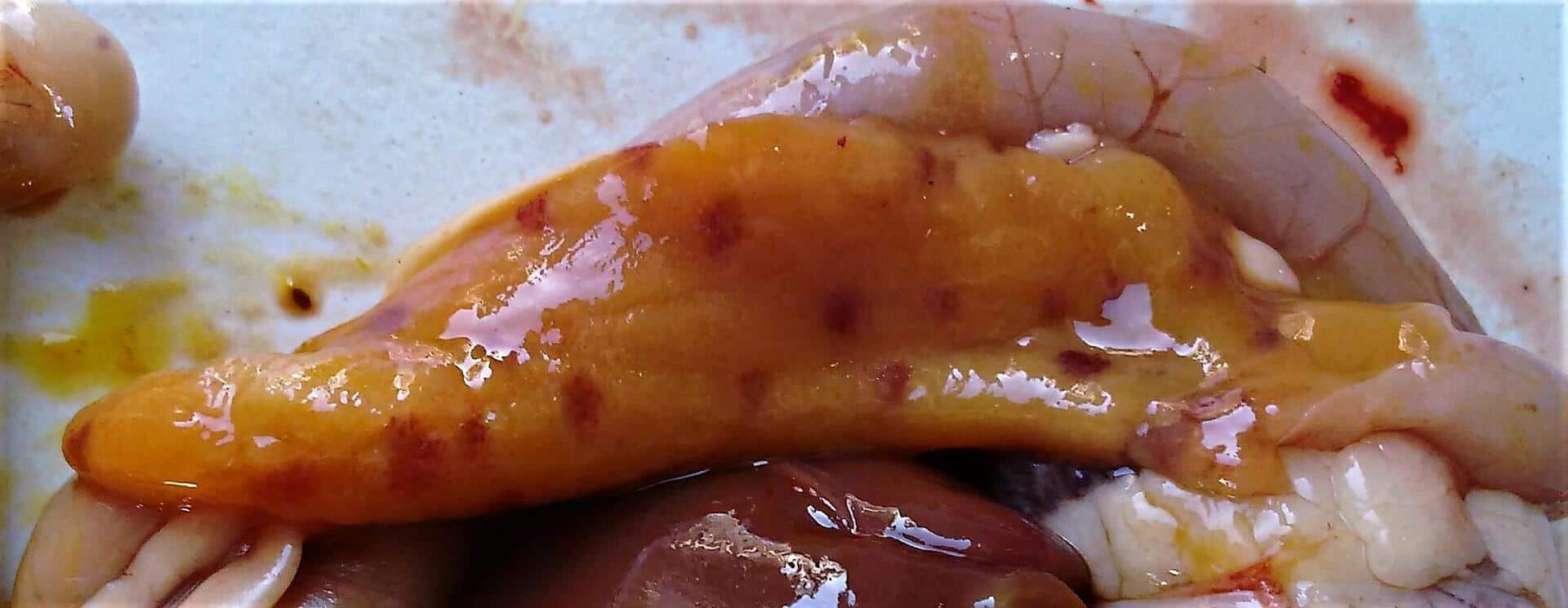 Damages caused in the intestinal mucosa by necrotic enteritis