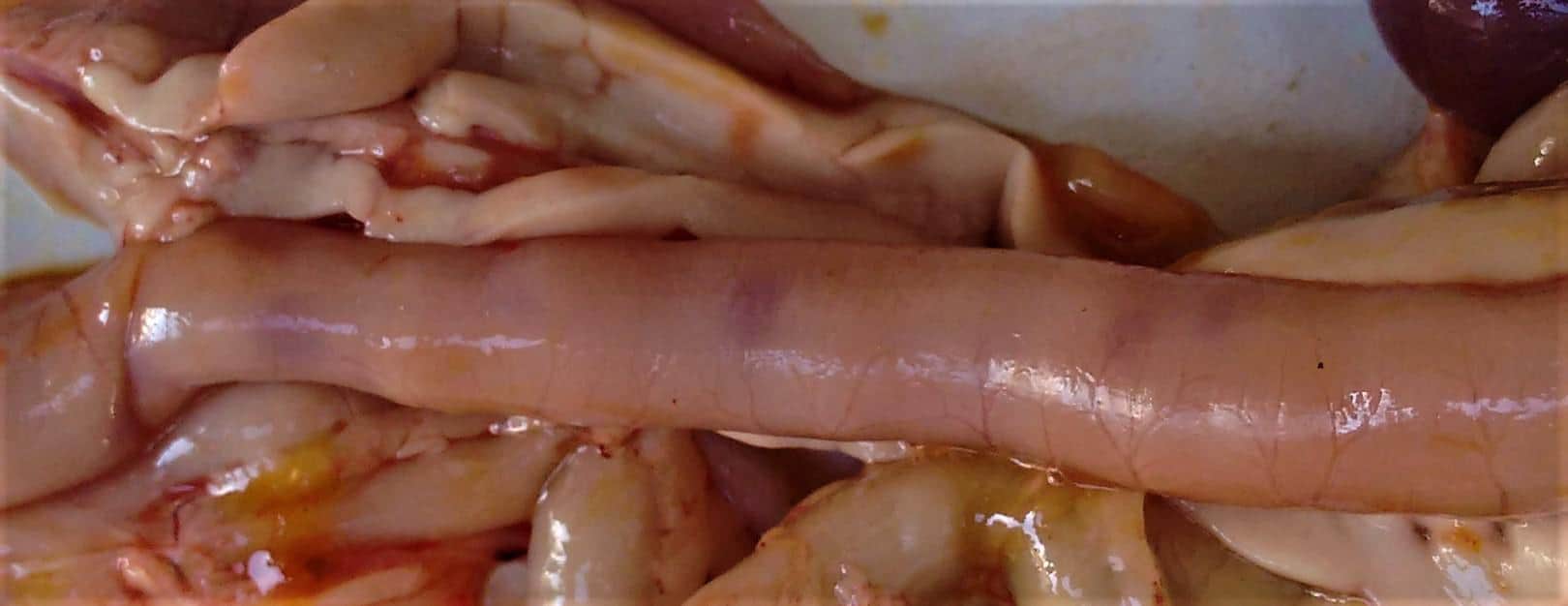 Lesions caused by necrotic enteritis