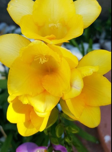 Flores