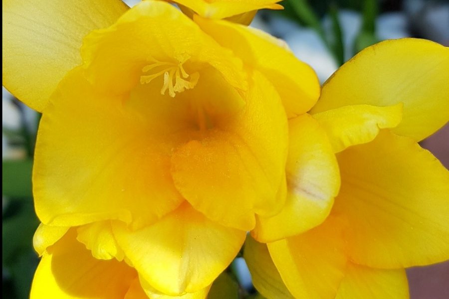 Flowers