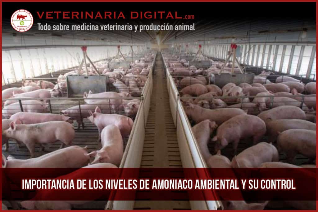 Importancia de los niveles de amoniaco ambiental y su control mediante Alquernat Yucca