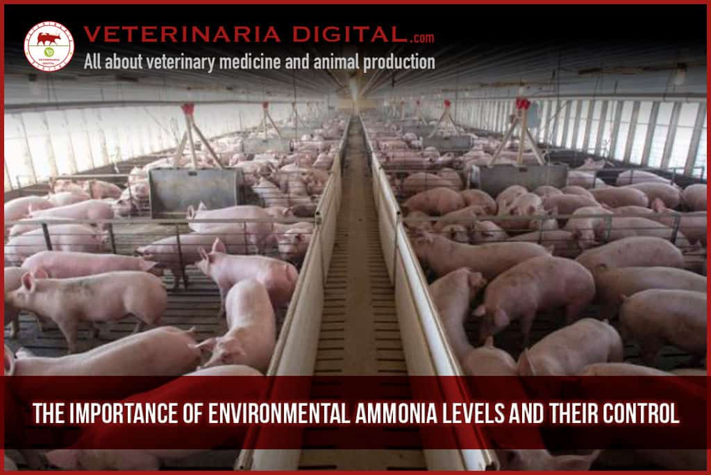 The importance of environmental ammonia levels and their control thanks to Alquernat Yucca