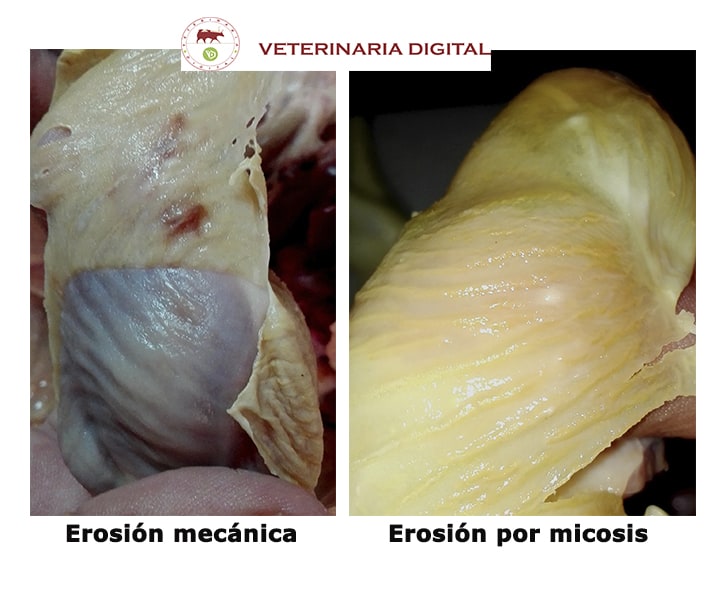 Diagnóstico diferencial en lesiones de molleja: úlcera mecánica y micosis
