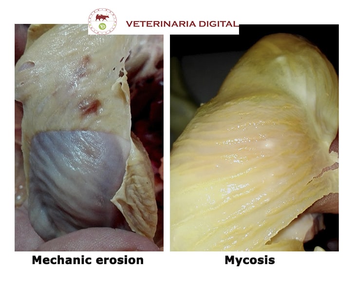 Differential diagnosis for gizzard lesions: mechanic ulcer and mycosis