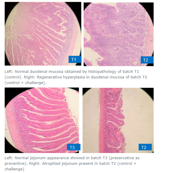 histopathology