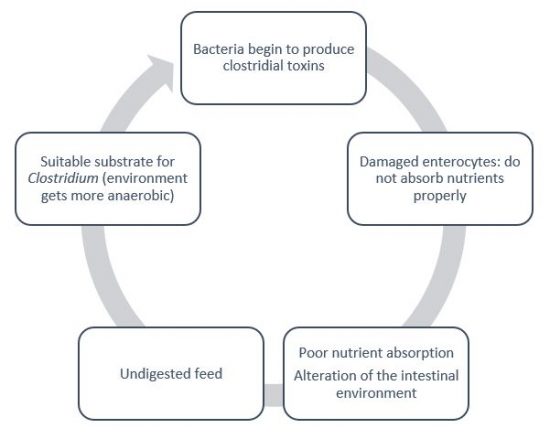 Clostridium infection feedback cycle