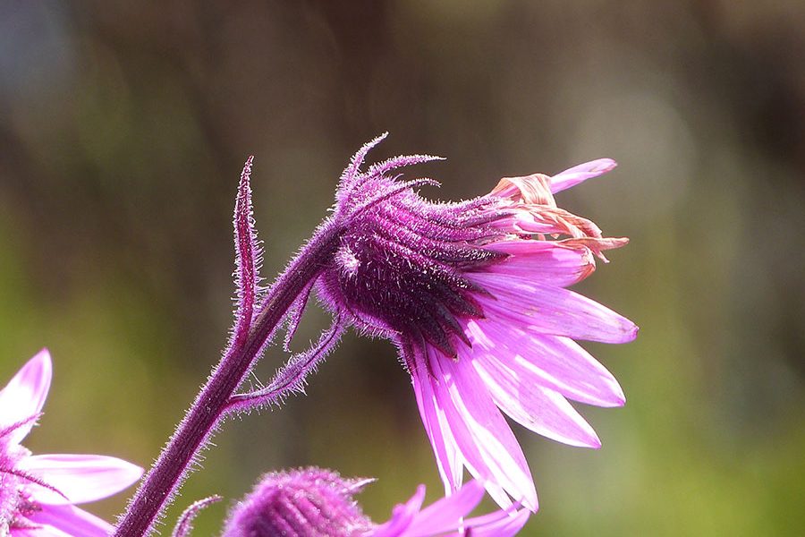 Flor de Arnica montana