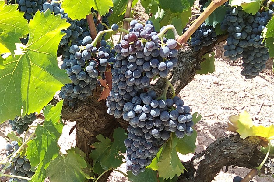 Garnacha