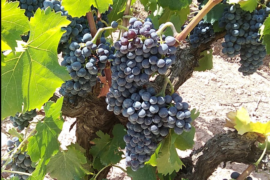 Garnacha