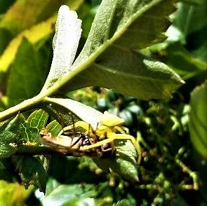 Camuflaje