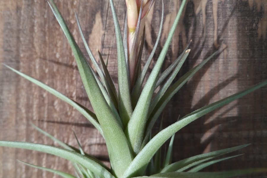 Tillandsia aeranthos