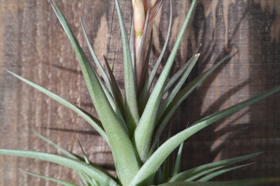 Tillandsia aeranthos