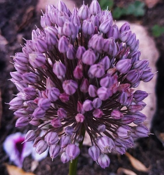 Allium sphaerocephalon