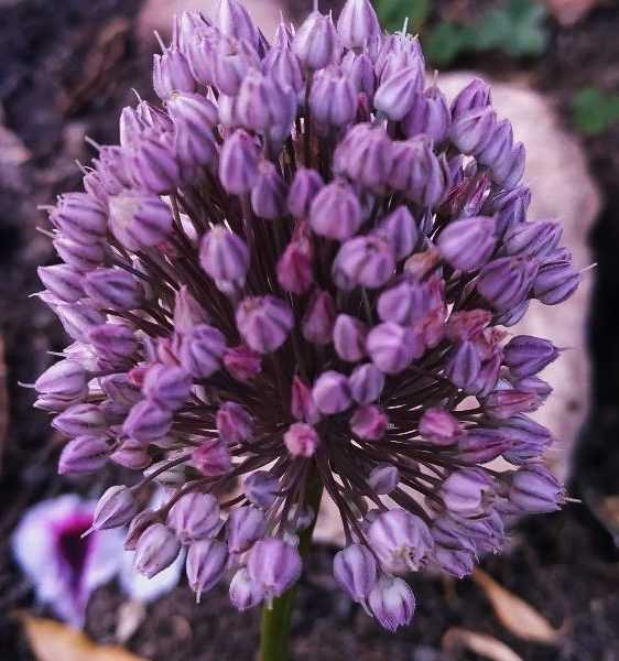 Allium sphaerocephalon