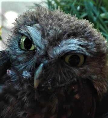 Owl