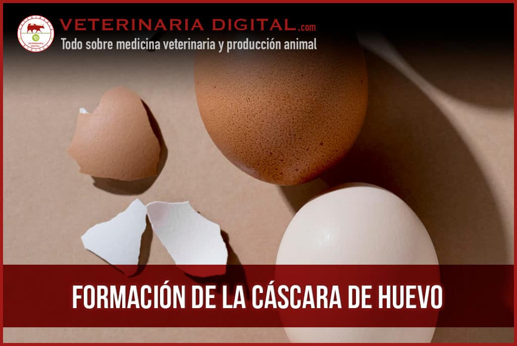 Formación de la cáscara de huevo