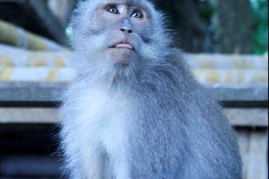 Macaca fascicularis de Ubud