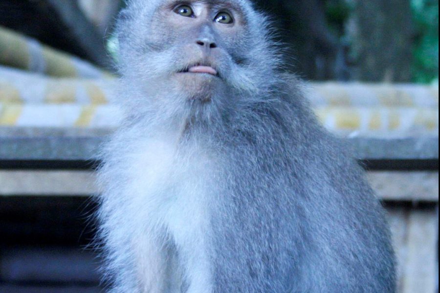 Macaca fascicularis in Ubud