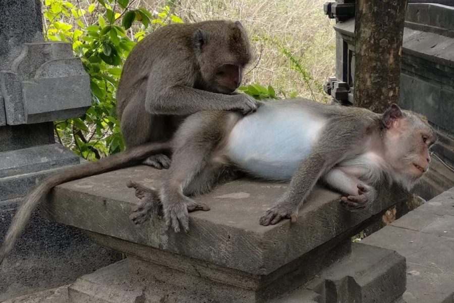 Ubud’s Macaca Fascicularis