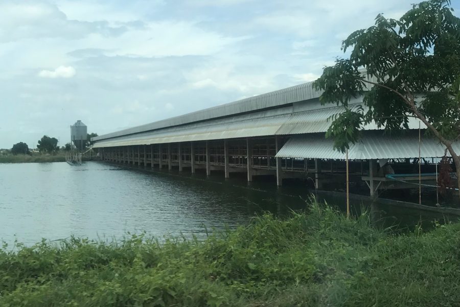 Granja acuícola en Tailandia