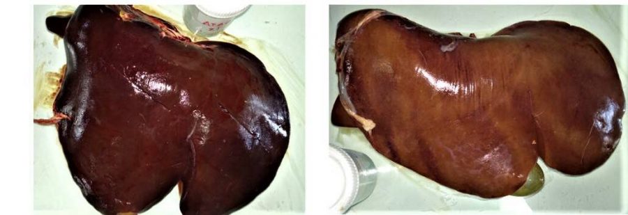 Hepatitis por aflatoxina en cabra