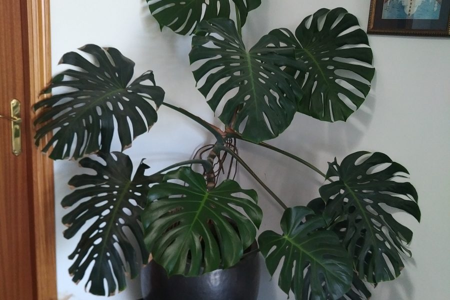 Monstera deliciosa