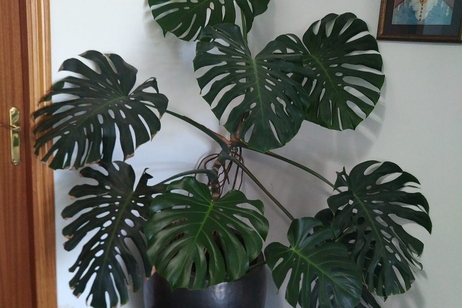 Monstera deliciosa
