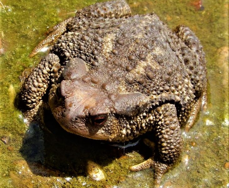 Bufo bufó