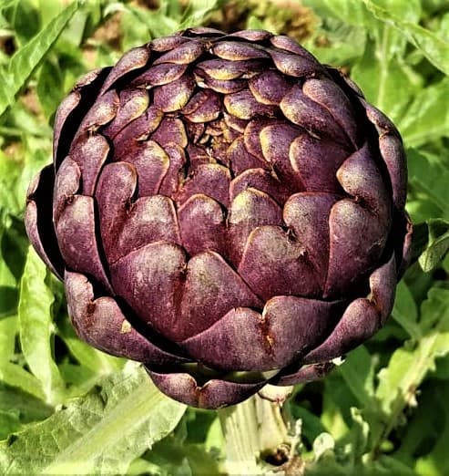 Alcachofa morada