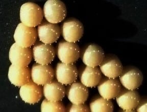 Huevos de mariposa Lysarda