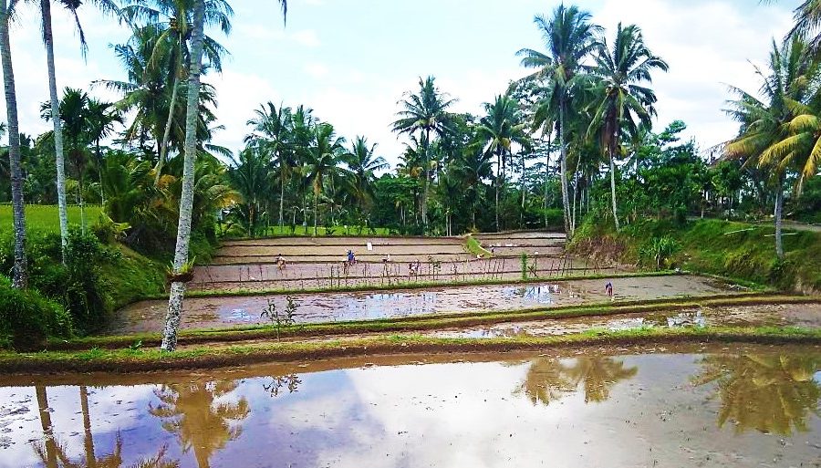 Growing rice in Indonesia
