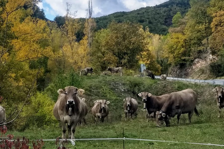 Pyrenean beef