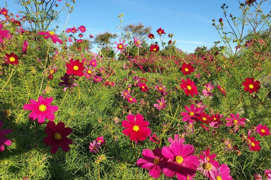 Flor Roja