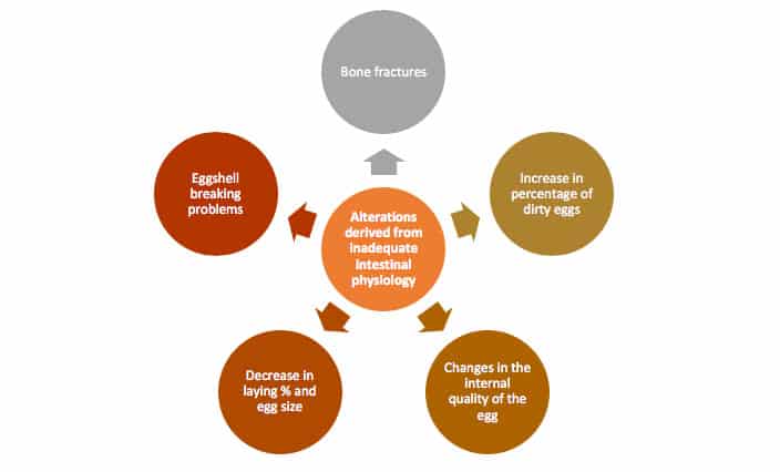 Alterations derived from inadequate intestinal physiology