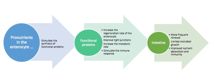 synthesis of multiple specific functional