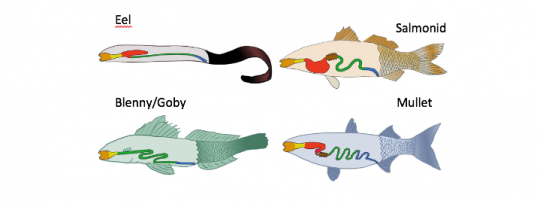 Fish Being Digested Feeding and digestion in fish. Aquaculture production