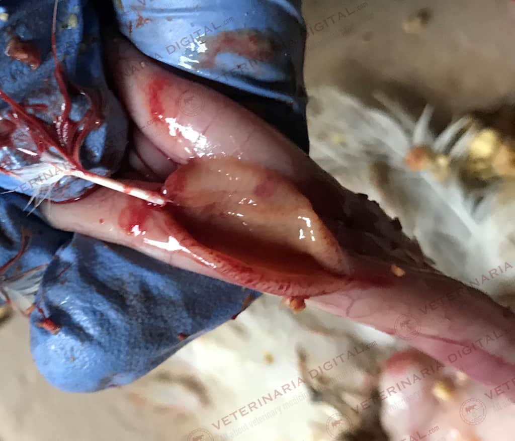 Enteritis necrótica aviar