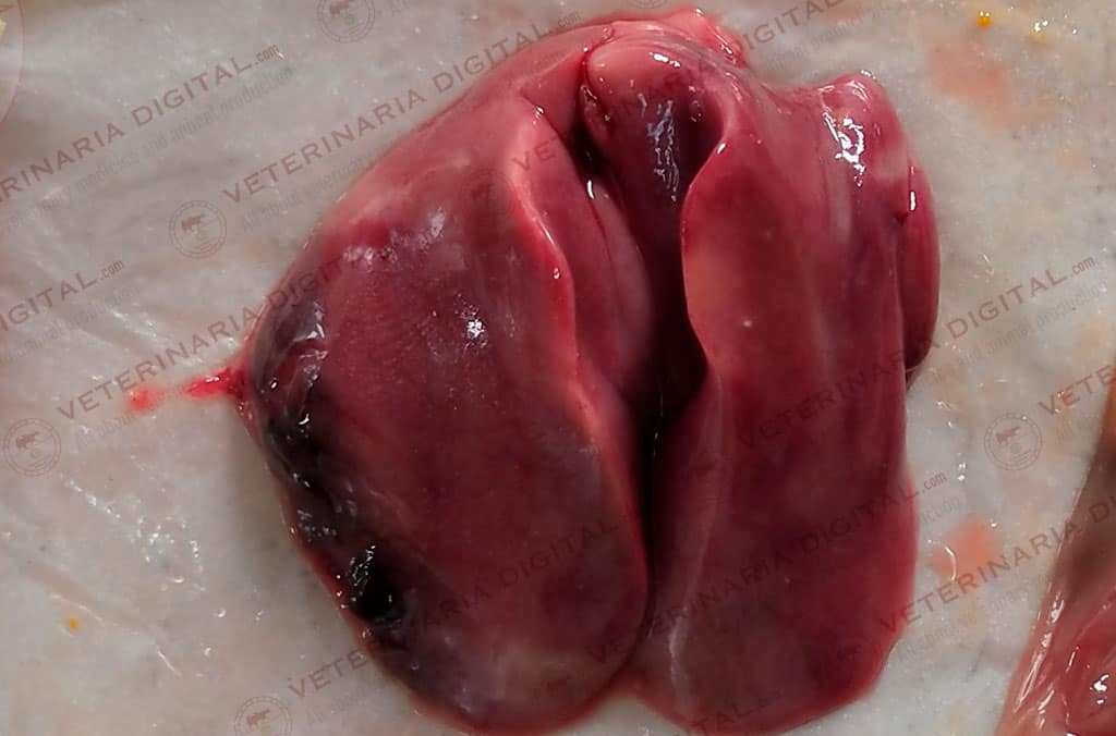 Hepatoenteritis tóxica infecciosa aviar