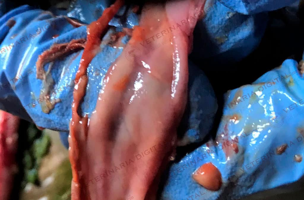 Enteritis por acidez de la grasa