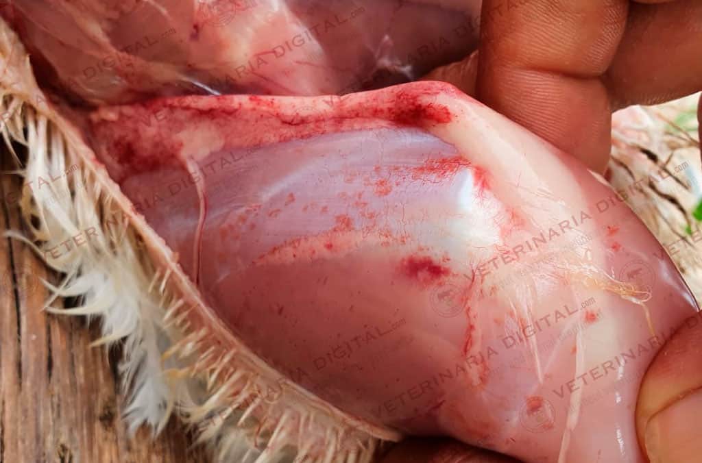 Avian septicemia and petechiae in the fat