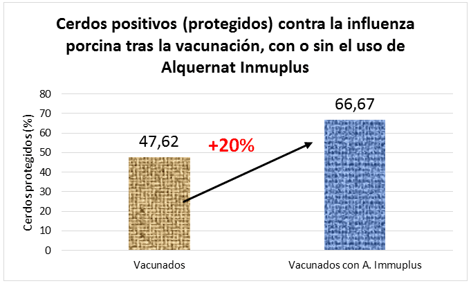Alquernat Inmuplus optimiza la produccion de anticuerpos frente a la gripe porcina