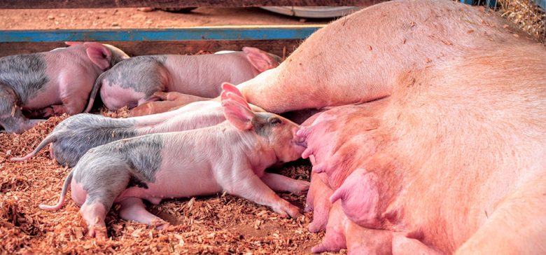 Artificial insemination in pigs - swine reproduction - Pig Farming