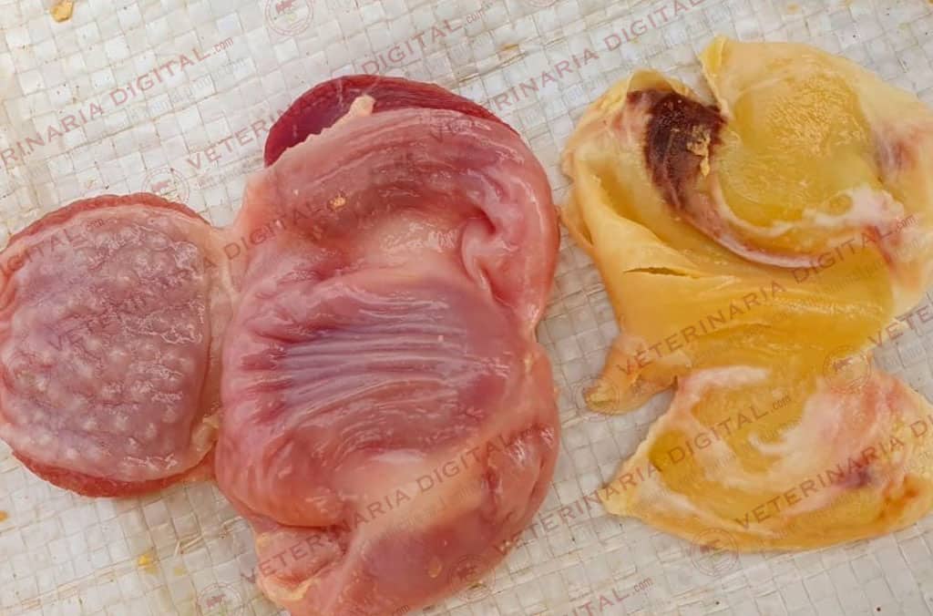 Lesiones por micosis en molleja