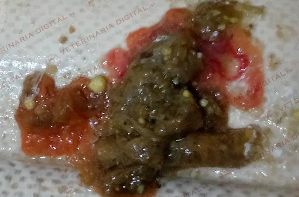 Sangre en heces por tricotecenos