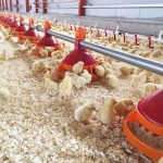 Giordano Poultry Plast