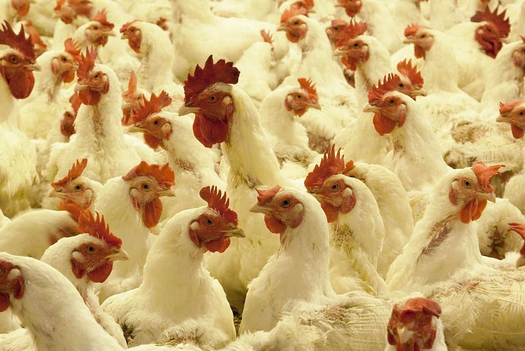 Participación de Biovet en una charla sobre la limitación del uso de antibióticos en una capacitación organizada por AENSA
