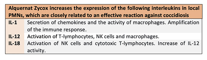 effective against all coccidian genres and strains 