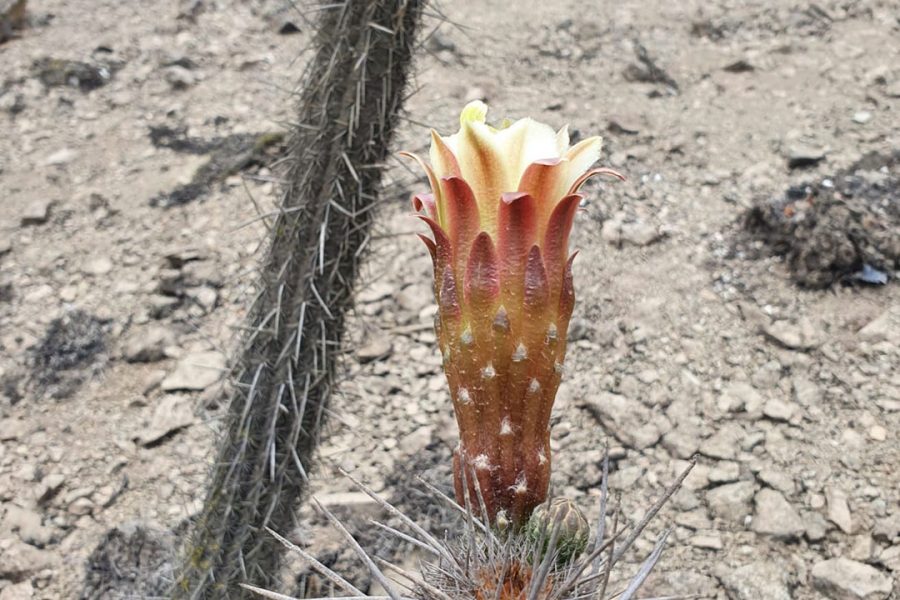 Flor en el desierto