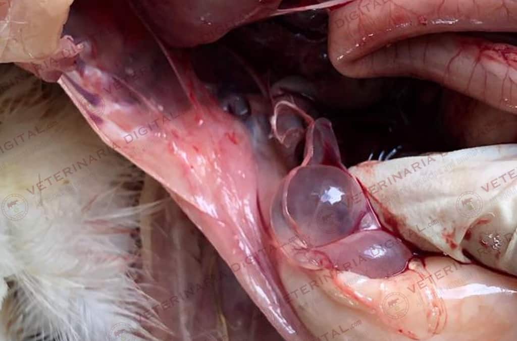 Hidrosalpingitis en broilers